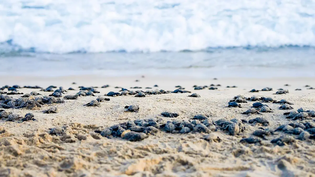 Niños y adultos se unen en la liberación de tortugas en San José del Cabo